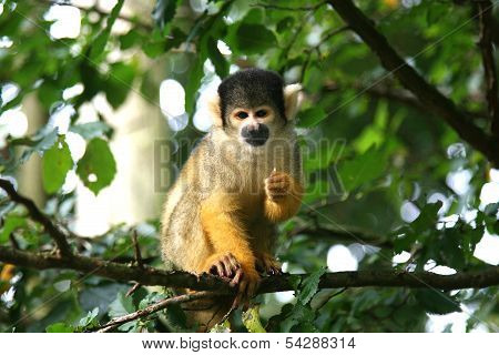 Squirrel monkey