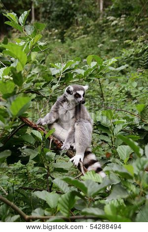 Ring-tailed lemur.