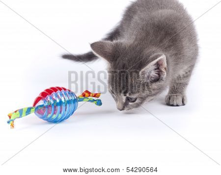 Young Nine Weeks Old Fluffy Grey Striped Kitten Over White With A Cat Toy