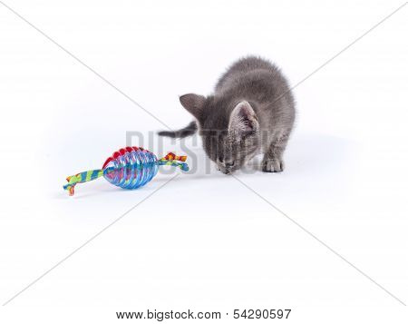 Young Nine Weeks Old Fluffy Grey Striped Kitten Over White With A Cat Toy
