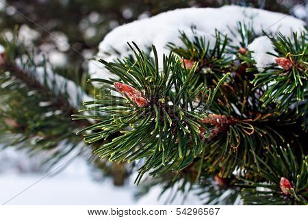 Pine Branch With The Kidneys, Covered With Snow