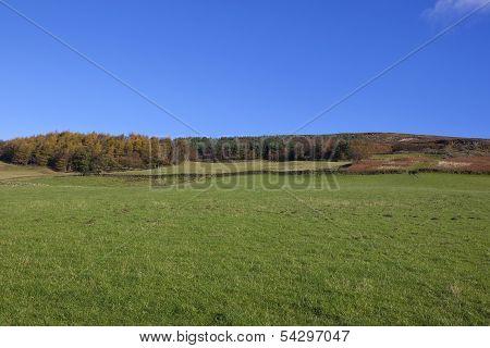 Upland Meadows And Woods