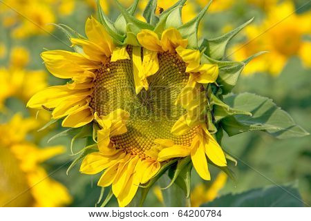 Florescent  sunflower