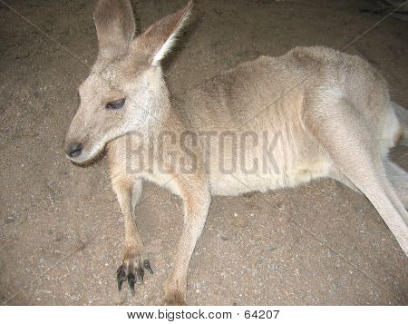 Eastern Grey Kangaroo