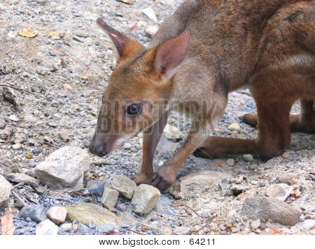 Parma Wallaby