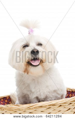 Havanese dog in basket