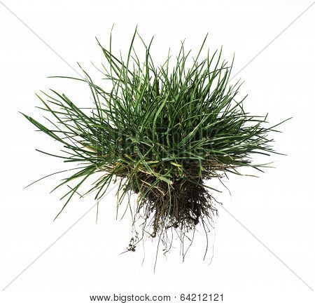Turf Grass And Earth
