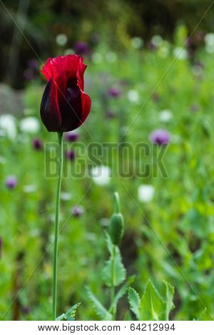Opium Poppy Flowers