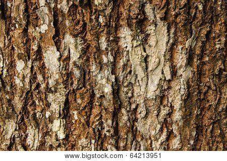 Old Wood Tree Texture