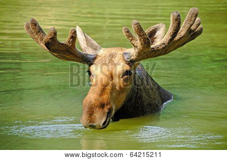 Moose