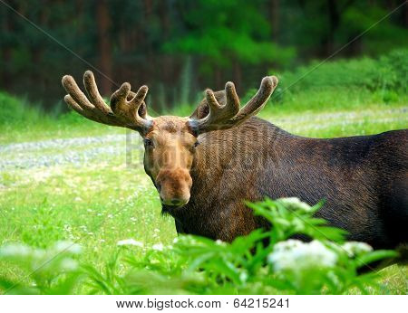 Moose