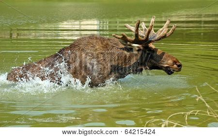 Moose