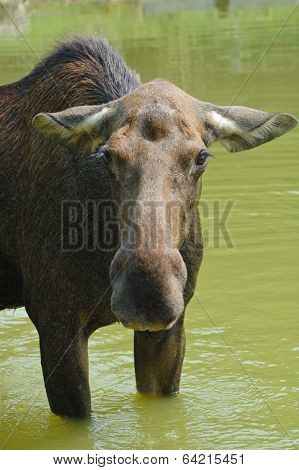 Moose