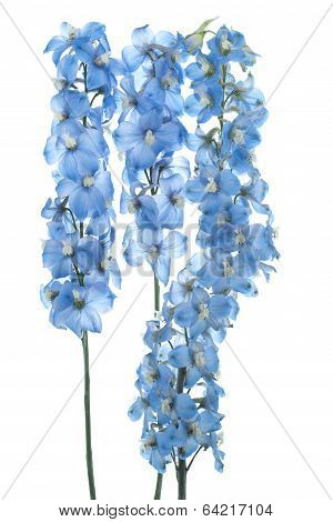 Delphinium