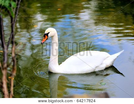 Swan In Lake