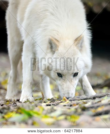 White Wolf