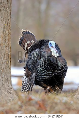 Turkey-cock