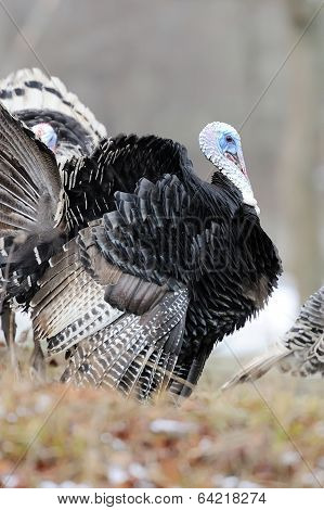 Turkey-cock