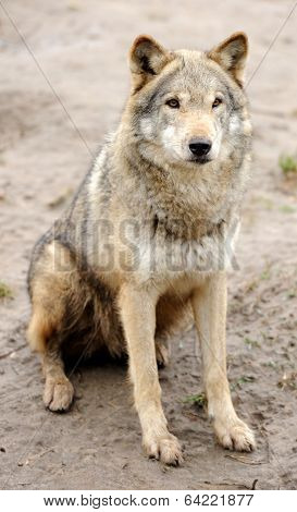 Timber Wolf (canis Lupus)