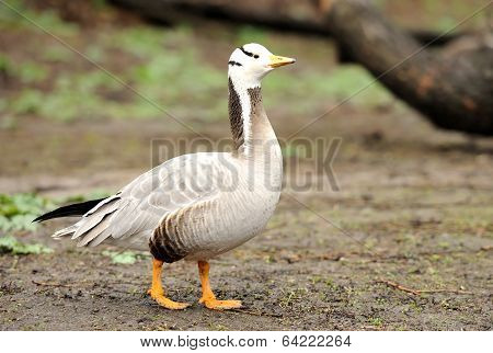 Bar-headed Goose (anser Indicus)