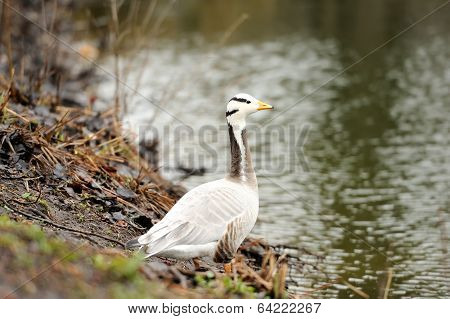 Bar-headed Goose (anser Indicus)