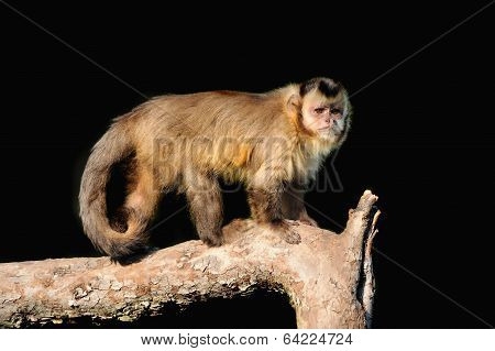 Capuchin Monkey