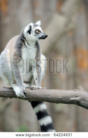 Young Ring-tailed Lemur