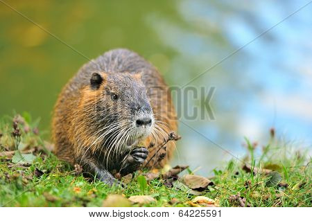 The Muskrat (ondatra Zibethicus)
