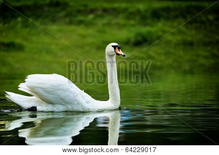Swan