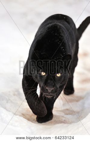 Leopard