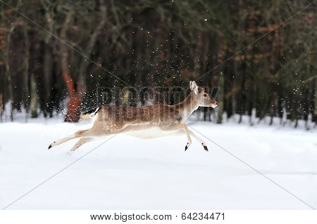 Fallow Deer