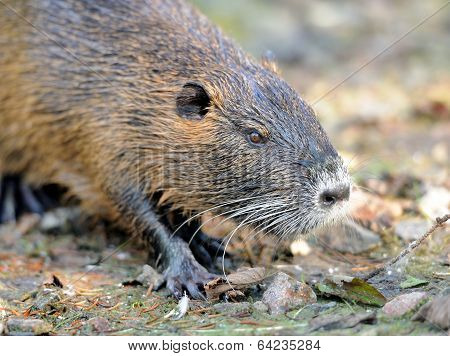 Coypu