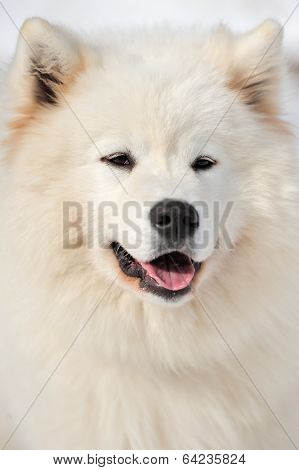 Portrait Dog