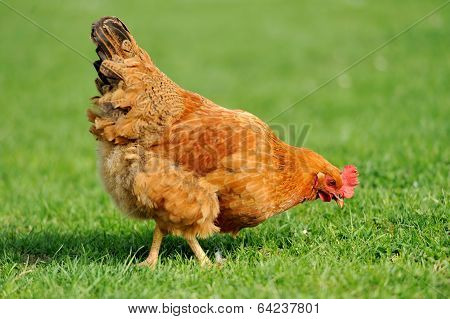 Brown Chicken In Grass
