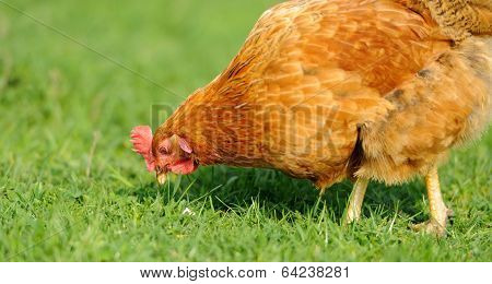 Brown Chicken