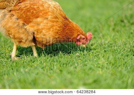 Brown Chicken