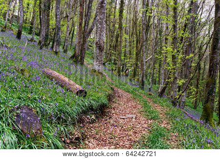 Bluebell Wood In Spring