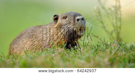 The Muskrat (ondatra Zibethicus)