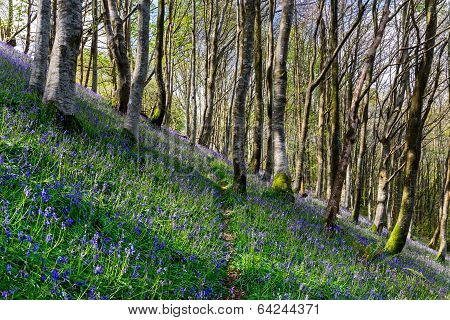 Bluebell Woods