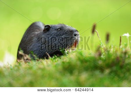 The Muskrat (ondatra Zibethicus)