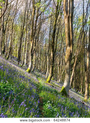Bluebell Woods
