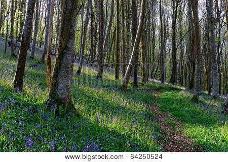 Magical Bluebell Woods