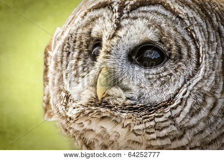 Barred Owl