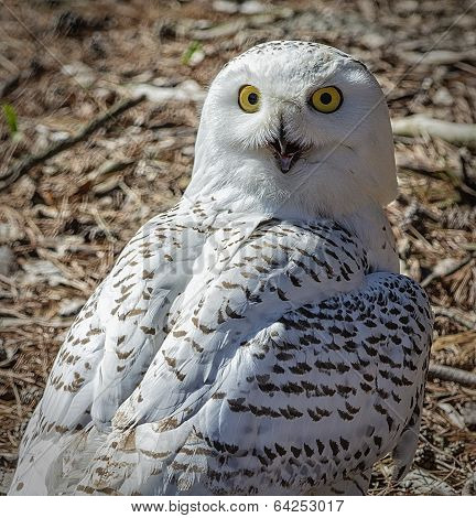 Snowy Owl
