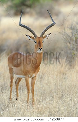 Impala