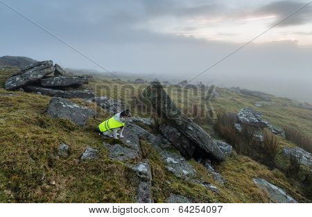 Dog Wearing Reflective Coat