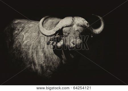 Buffalo