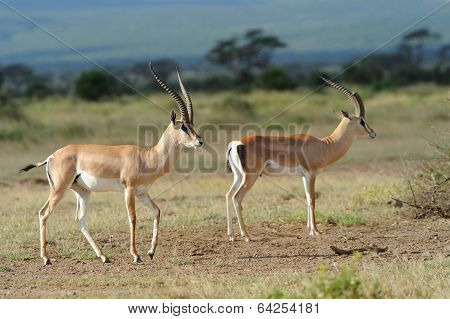 Impala