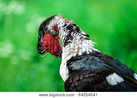 Beautiful Muscovy Duck