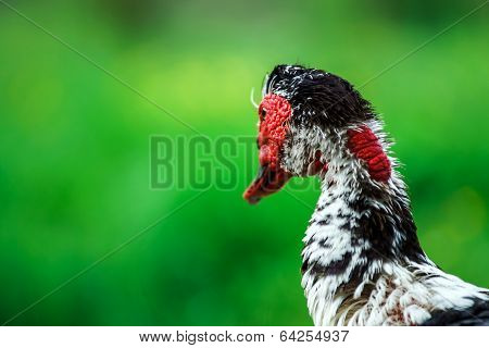 Beautiful Muscovy Duck